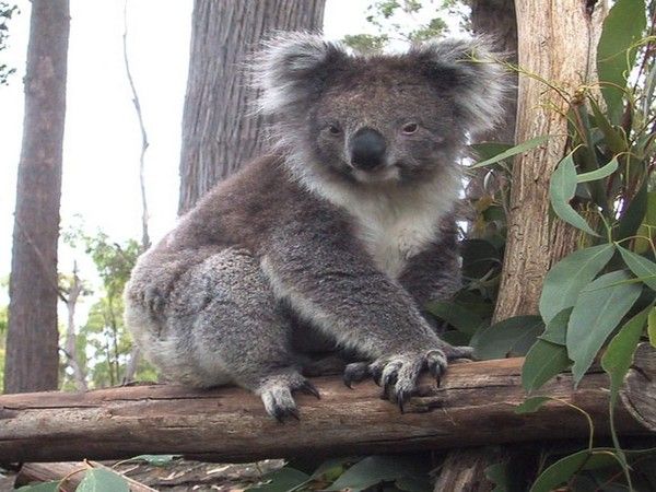 fond d’ecran gratuit koala