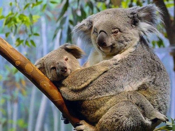 L'explorateur nature - Petit câlin entre un bébé Koala et sa maman