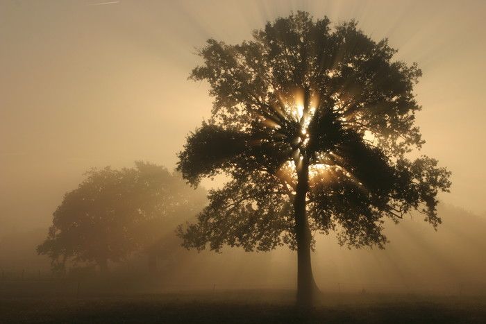 Toile de Fond de Paysage de Rayons de Soleil Magique Vieil Arbre SH-972 main image 1