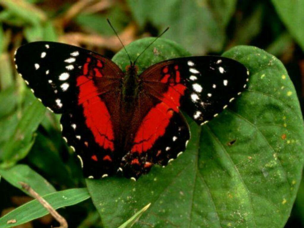 Papillon rouge et noir — free download