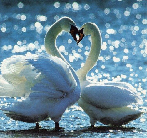 rub fond ecrans cygnes